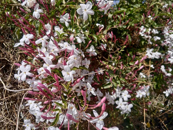 White Flower Common Jasmine Jasminum Officinale — Stock fotografie