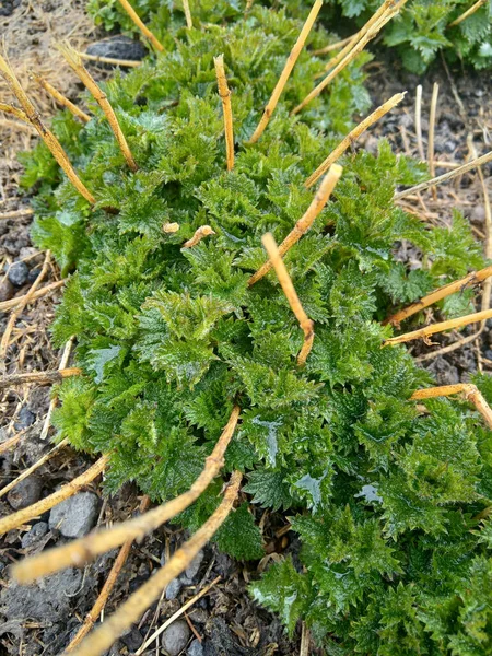 Young Nettle Plant View — Stock fotografie