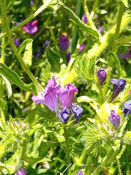 Άγρια Λουλούδια Της Οχιάς Genus Echium — Φωτογραφία Αρχείου