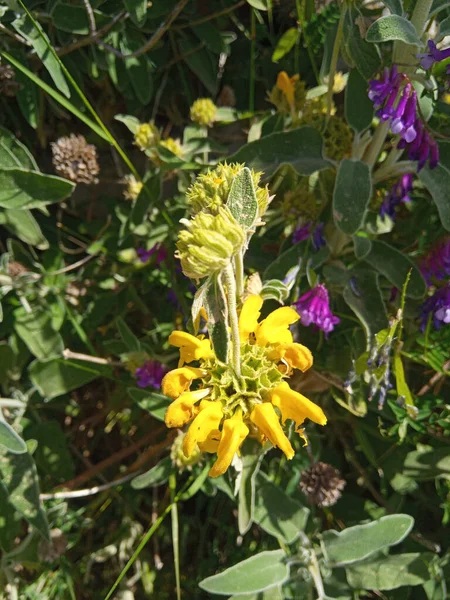 Yellow Wild Flower Jerusalem Sage — 스톡 사진