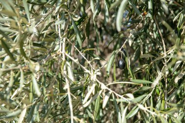 Close-up of olive tree branch with leaves and olives