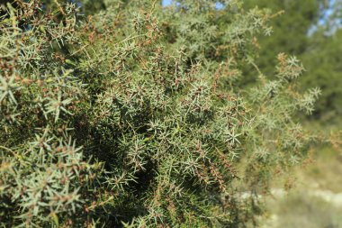 Juniper tree branch full of needle - Close-up