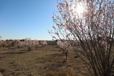 Close-up of Blossoming cherry tree in spring with blue sky