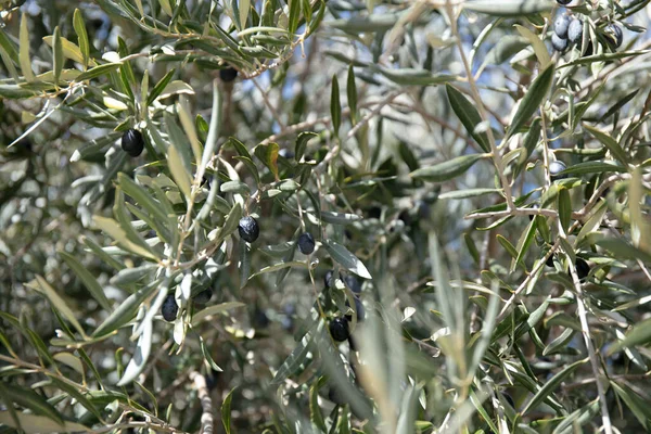 Close Olive Tree Branch Leaves Olives — Stock fotografie