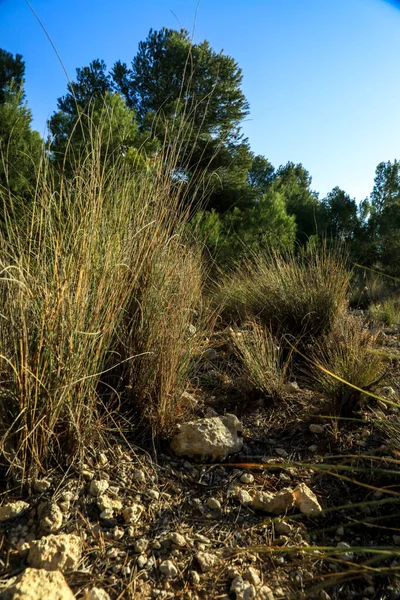 Wild Landscape Mediterranean Bush Close Reed — Foto de Stock