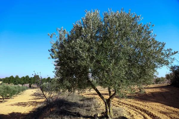 Культивирование Оливковых Деревьев Сельском Хозяйстве Испании — стоковое фото