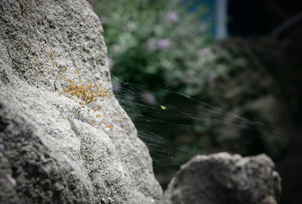 Traversez Nid Araignée Orbweaver Araneus Diadematus Avec Nombreuses Petites Araignées — Photo