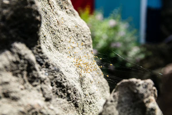 Korsa Orbweaver Spider Nest Araneus Diadematus Med Många Små Spindlar — Stockfoto