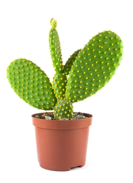 Cactus globe en pot isolé sur fond blanc — Photo