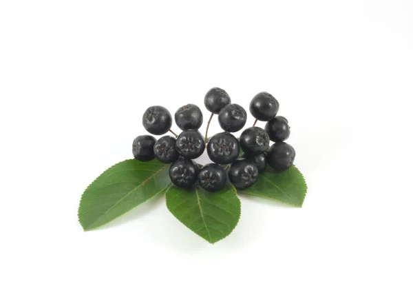 Chokeberry escova com folhas verdes isoladas no fundo branco — Fotografia de Stock