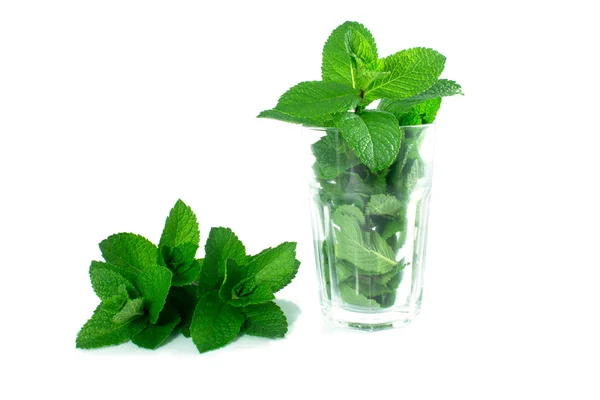 Glass of mint on a white background — Stockfoto