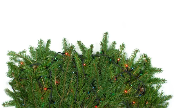 Branch of Christmas tree with garlands — Stock Photo, Image