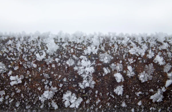 Grenen är täckt av snö — Stockfoto