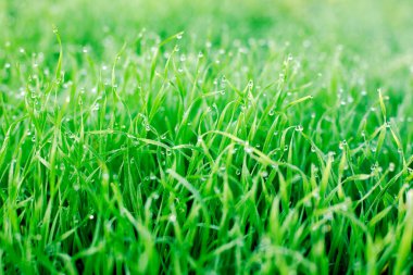 taze yeşil çimen çiy yaz zemin üzerine ile yukarıya kapatmak