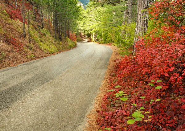 Camino asfaltado de montaña a través del colorido bosque otoñal —  Fotos de Stock