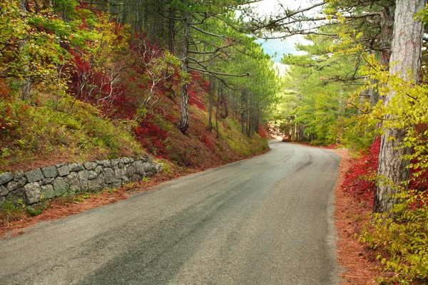 Asphaltierte Bergstraße durch bunten Herbstwald — Stockfoto
