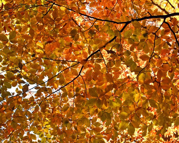 背景的黄色的秋天叶子，季节秋天 — 图库照片