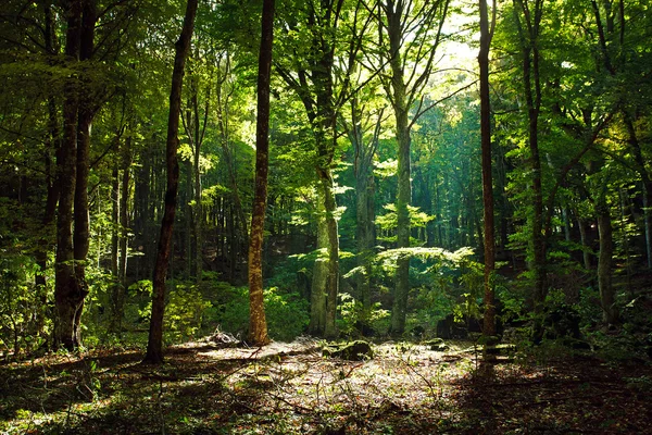 Bosque verde místico por la mañana — Foto de Stock