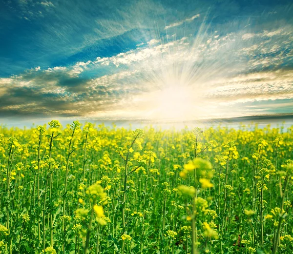 Champ vert en fleurs sur fond de soleil levant — Photo