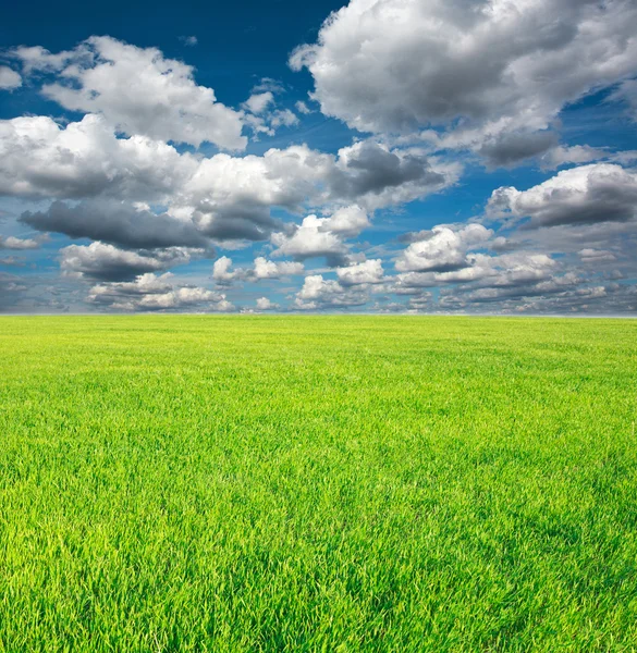 Campo de cultivo de hierba verde sobre un fondo de cielo azul — Foto de Stock