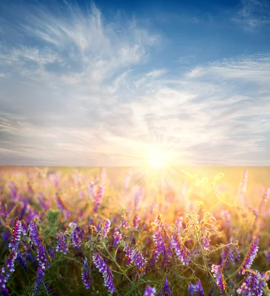 フィールドの花、自然の背景上の夜明けの空 — ストック写真