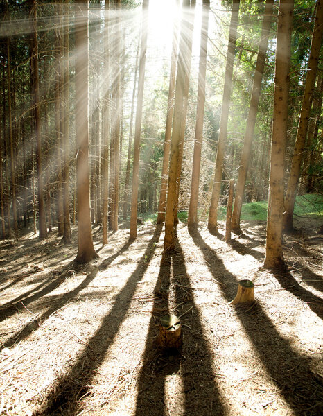 Morning pine forest, sun shining rays through the trees