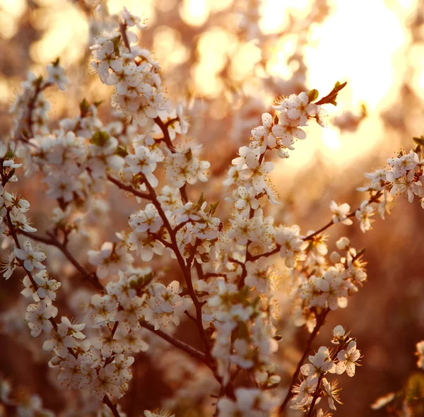 Luonto tausta, kukkivat puutarhapuut pehmeässä auringonlaskussa — kuvapankkivalokuva