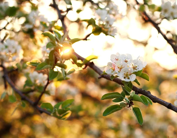 Nature background, flowering garden trees in soft sunset light — Stock Photo, Image