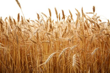 Close up stalks of wheat on a white background clipart