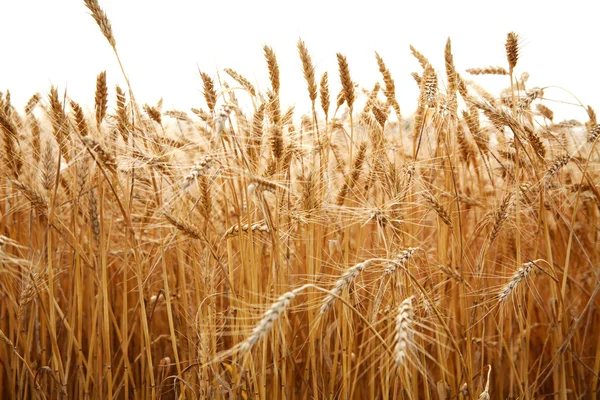 Chiuda steli di grano su uno sfondo bianco — Foto Stock