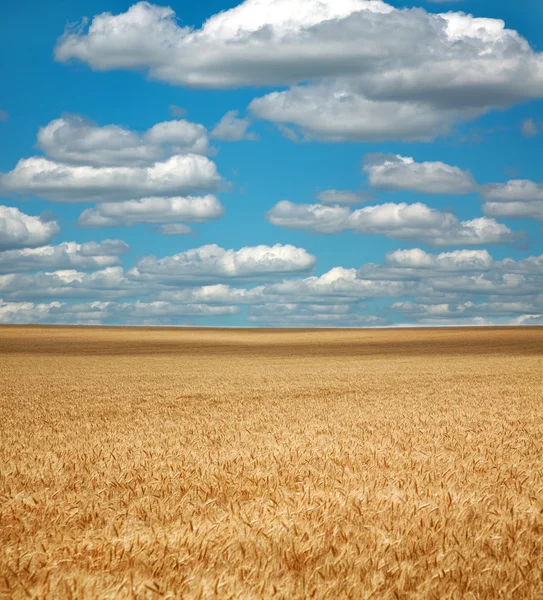 Buğday alan beyaz bulutlar üzerinde mavi gökyüzü altında — Stok fotoğraf