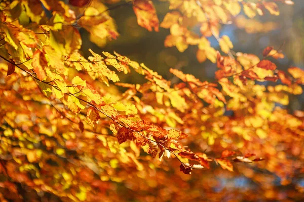 Sonbahar Arka Planı Güneşli Bir Günde Sararmış Güzel Ağaç Yaprakları — Stok fotoğraf
