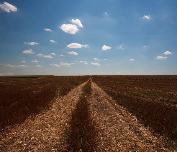 Strada Che Conduce Oltre Orizzonte Sul Campo Grano Secco Raccolto — Foto Stock