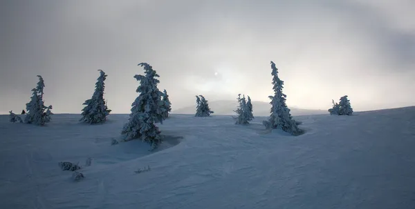 Dramatische Schneelandschaft Der Mit Fichten Bedeckten Berge Vor Nebligem Himmel — Stockfoto