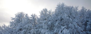 Donmuş ağaç dalları don ve buzla kaplı, kış doğası arka planı