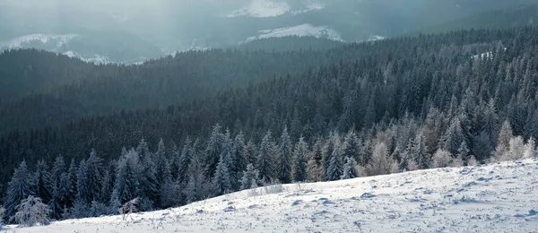 Górski Las Sosnowy Pokryty Śniegiem Tle Gór Zimowe Tło Natury — Zdjęcie stockowe