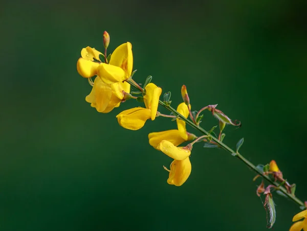 野地里盛开的野黄色花朵 美丽的夏季自然背景 — 图库照片