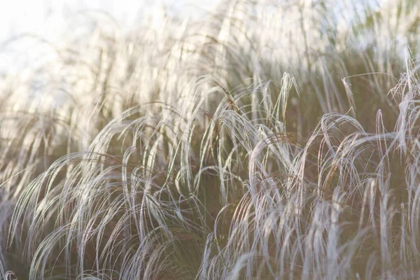 Nature Background Dry Grass Ears Fluttering Wind Meadow — 스톡 사진