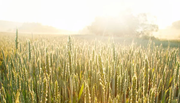 Выращивание Крупным Планом Пшеницы Фоне Утренних Солнечных Лучей — стоковое фото