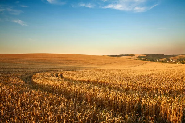 Mavi Gökyüzünde Olgunlaşmış Buğday Tarlaları Üzerinde Dramatik Bir Manzara Ekin — Stok fotoğraf