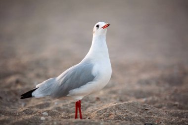 Gray gull on the sandy coast of the sea, a funny bird close-up