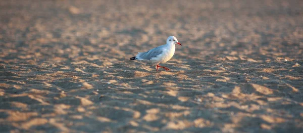 Gray Gull Sandy Coast Sea Funny Bird Close — Stock Fotó