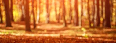 Blurred autumn landscape, background of a forest with yellowed foliage and trees in the sunset light