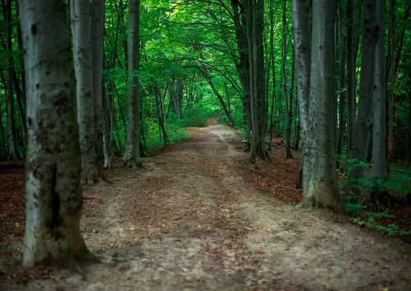 Sendero Verde Parque Forestal Caducifolio Entre Los Árboles Sendero Aire —  Fotos de Stock