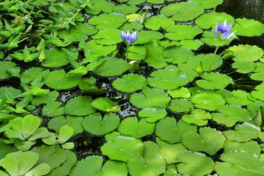 Yeşil su arka planı ve nilüfer çiçeği ...