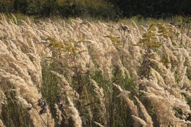 Kurumuş çimenler, sonbahar zamanı. ... 