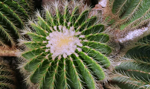 Large Cactus Fragment Plant — Fotografia de Stock