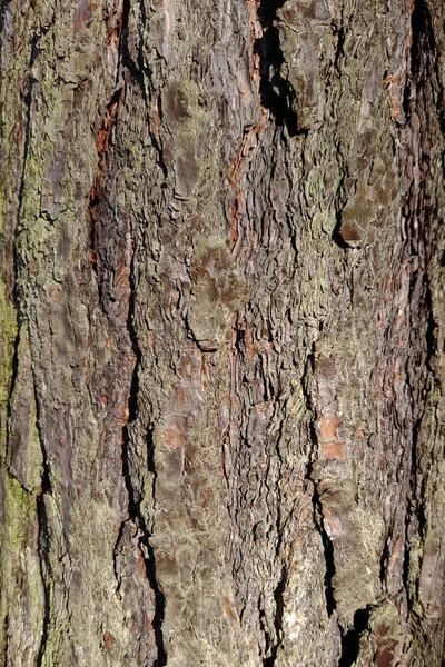 Motif Sur Écorce Forme Fond Intéressant — Photo