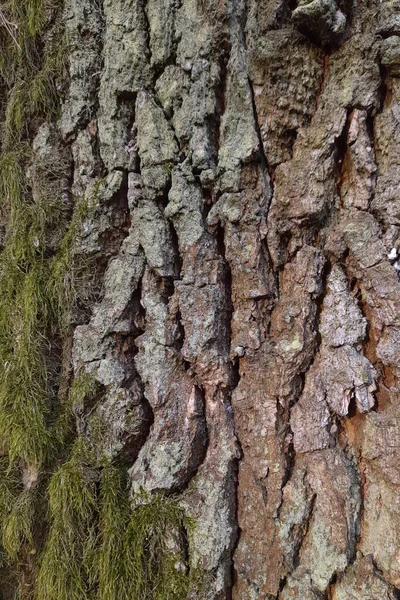 Кора Защищает Дерево Мороза Колебаний Температуры — стоковое фото