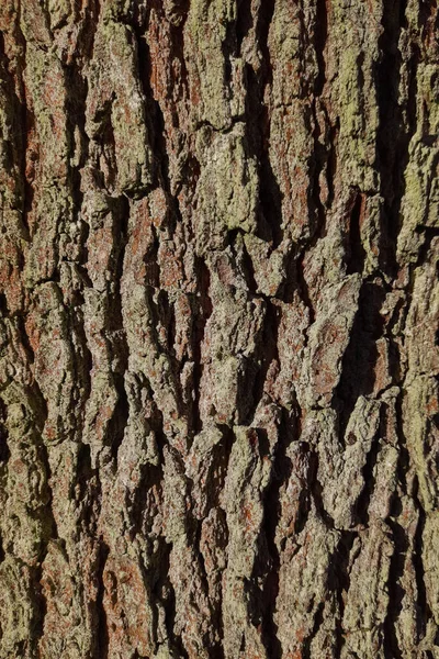 Кора Дерева Толстая Глубоко Потрескавшаяся — стоковое фото